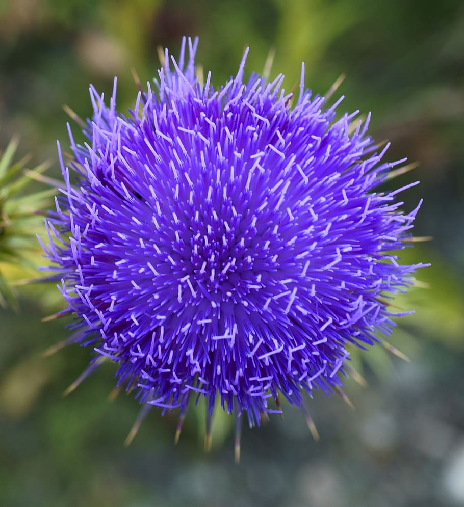 flower, color, spring, flora, plant, leaves, natural, reflection HD wallpaper