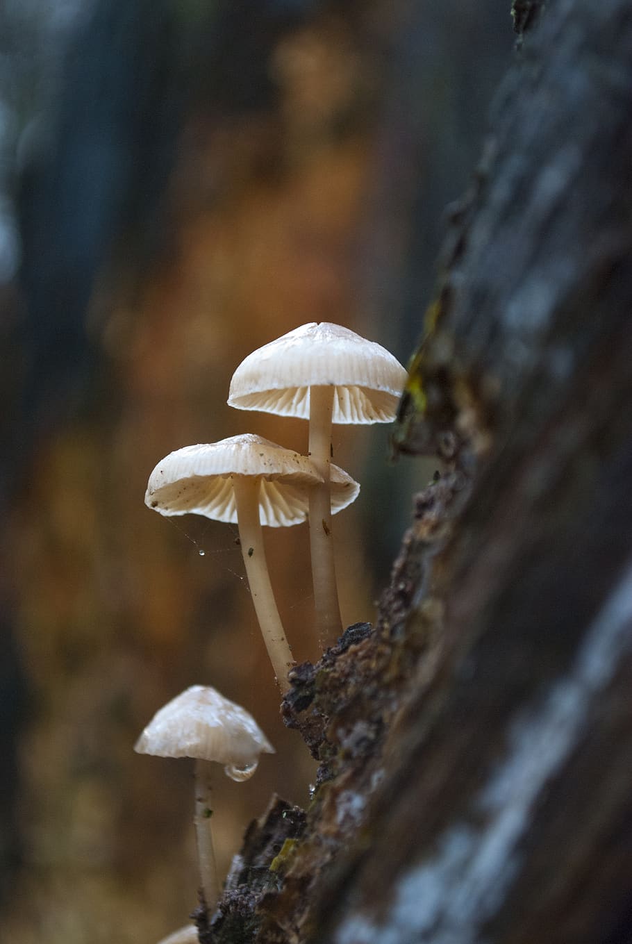 three mushrooms, plant, amanita, fungus, agaric, animal, honey bee, HD wallpaper