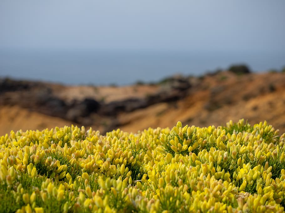 sand, sea, flowers, land, yellow, plant, beauty in nature, growth HD wallpaper