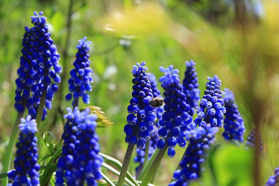 flowers, plants, spring, colors, blue, green, nature, season HD wallpaper