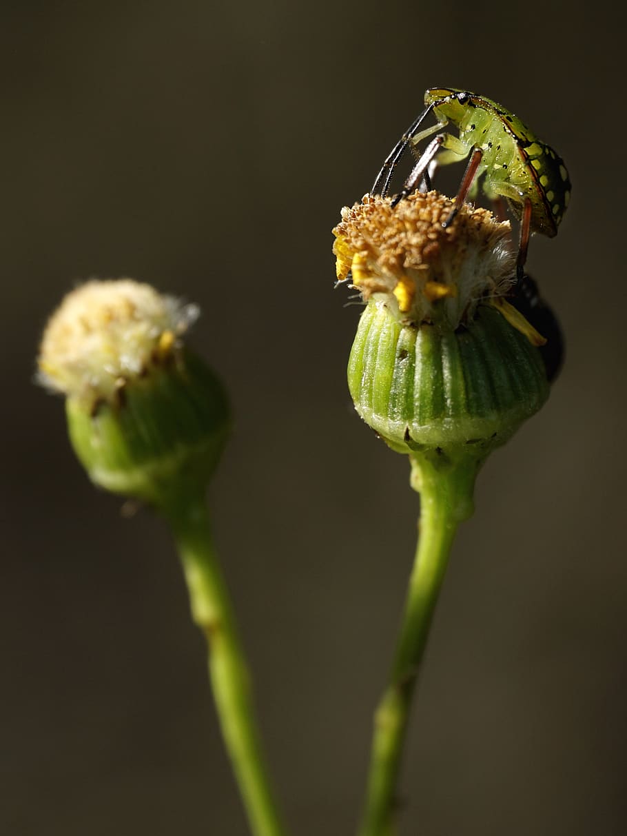 argentina, cabildo, bug, macro, flower, plant, close-up, freshness HD wallpaper
