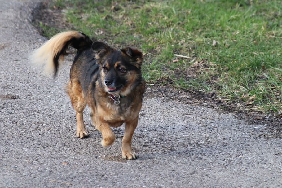 one animal, mammal, canine, dog, pets, domestic animals, vertebrate HD wallpaper
