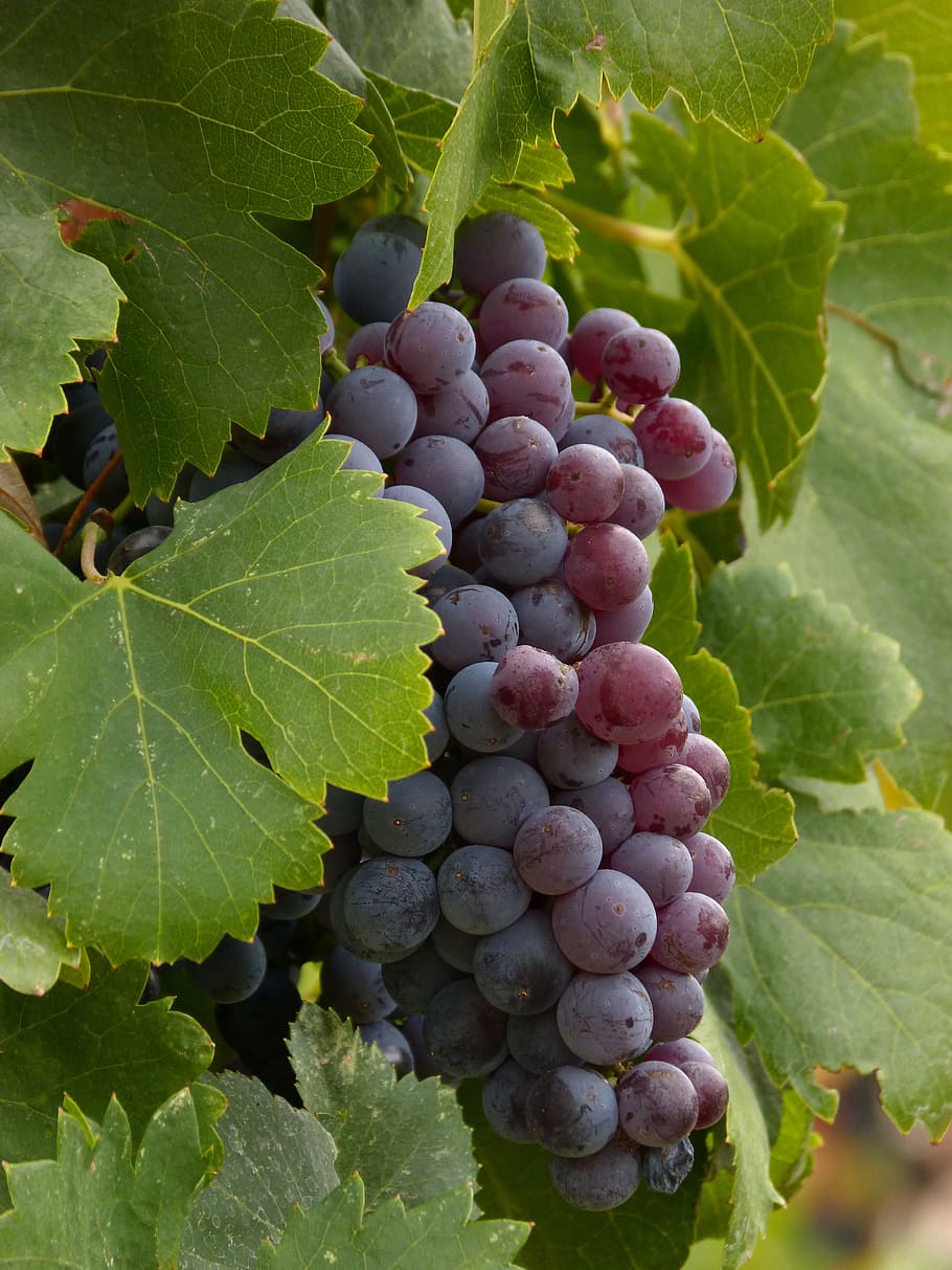 grape, cluster, vine, wine, priorat, strain, viticulture, leaf HD wallpaper