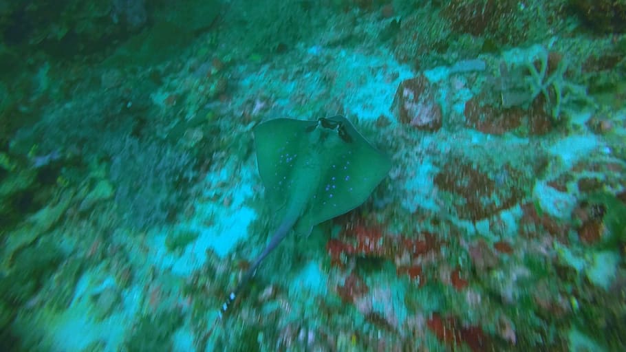stingray, scuba, speed, ocean, water, sea, underwater, swimming HD wallpaper
