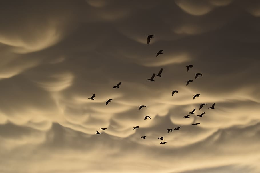 mammatus clouds, birds, migratory, strange, spectacular, cumulus HD wallpaper