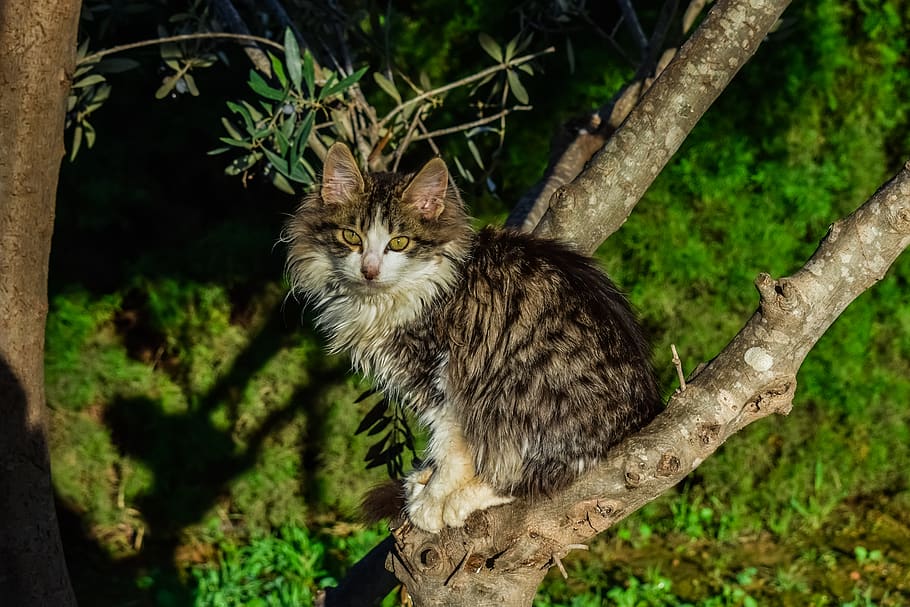cat, stray, tree, outdoor, looking, resting, animal, animal themes HD wallpaper