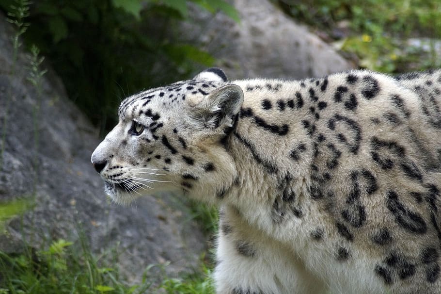 snow leopard, predator, big cat, carnivores, wildcat, stains HD wallpaper