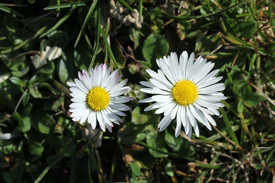 daisy, spring, garden, meadow, yellow, white, flower, flowering plant HD wallpaper