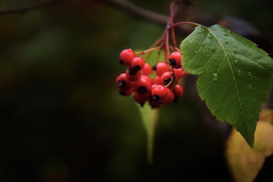 fruit, leaf, tree, plant part, healthy eating, food and drink HD wallpaper