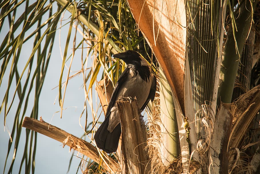 crew, tree, nature, animals, birds, animal wildlife, vertebrate HD wallpaper
