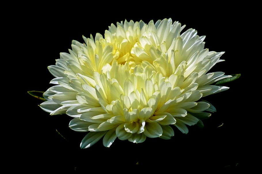 aster, flower, garden, nature, closeup, summer, blooming, the petals HD wallpaper