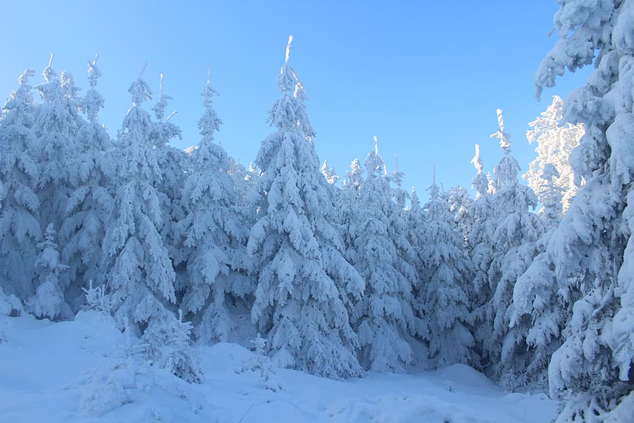 Pine Trees Covered With Snow, blue sky, cold, daylight, forest HD wallpaper