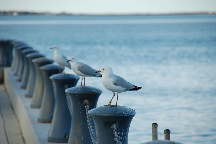 ocean, seagull, bird, blue, water, wildlife, animals in the wild HD wallpaper