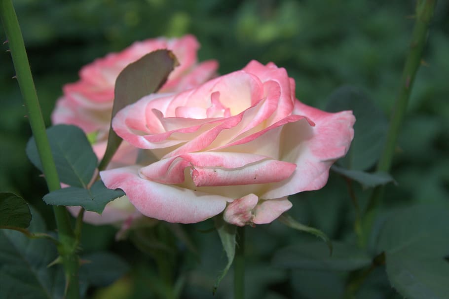 blush, rose, pink, tender, love, romantic, petals, роза, HD wallpaper