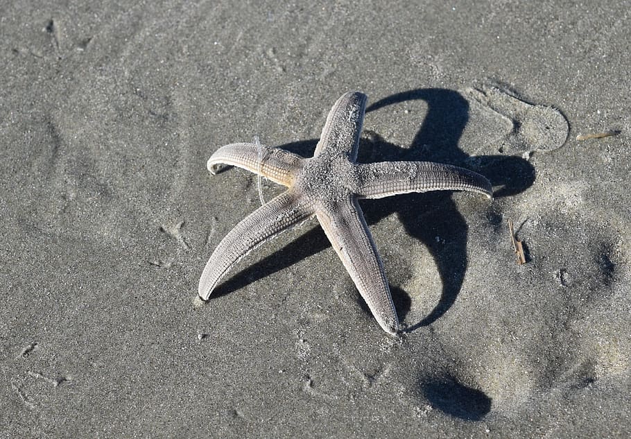 starfish, beach, sand, one animal, animals in the wild, animal themes HD wallpaper