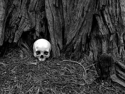 skull, human, human skull, forest, tree, pine needles, death HD wallpaper