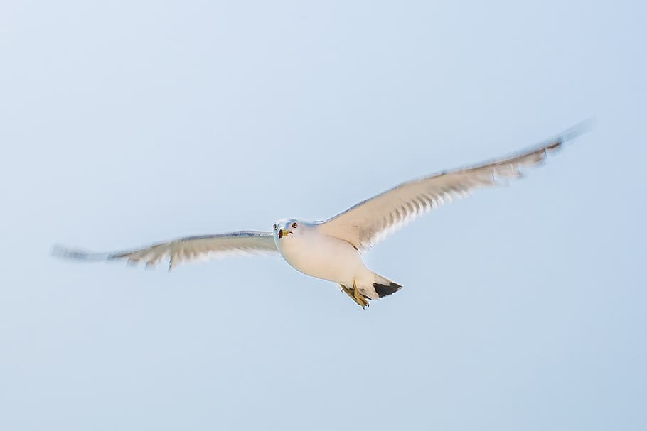 seagull, china, flying, animals in the wild, animal wildlife HD wallpaper