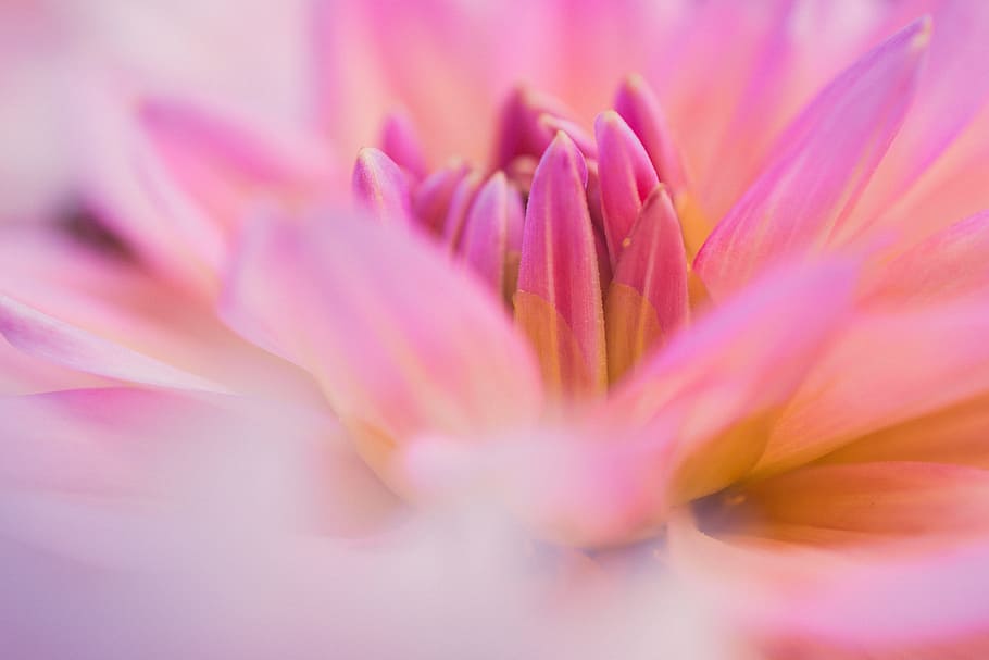 Macro Photography of Pink Flower, aromatic, beautiful, bloom HD wallpaper