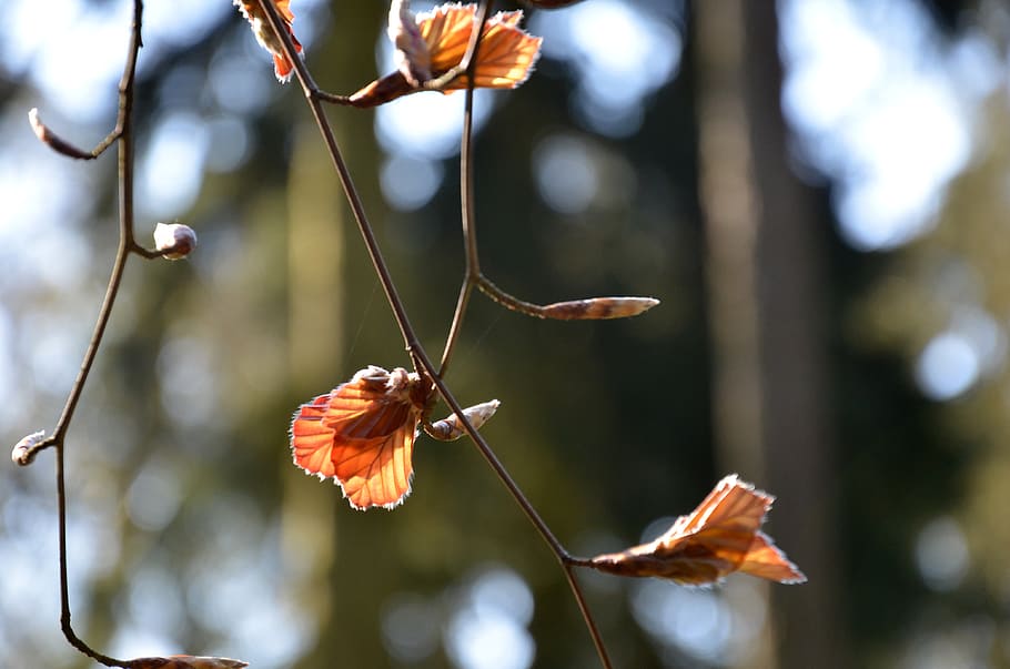 bud, spring, nature, tree, forest, leaves, focus on foreground HD wallpaper
