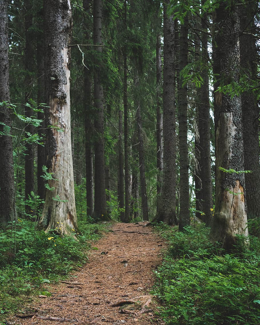 road through forest, tree, plant, land, trunk, tree trunk, woodland HD wallpaper