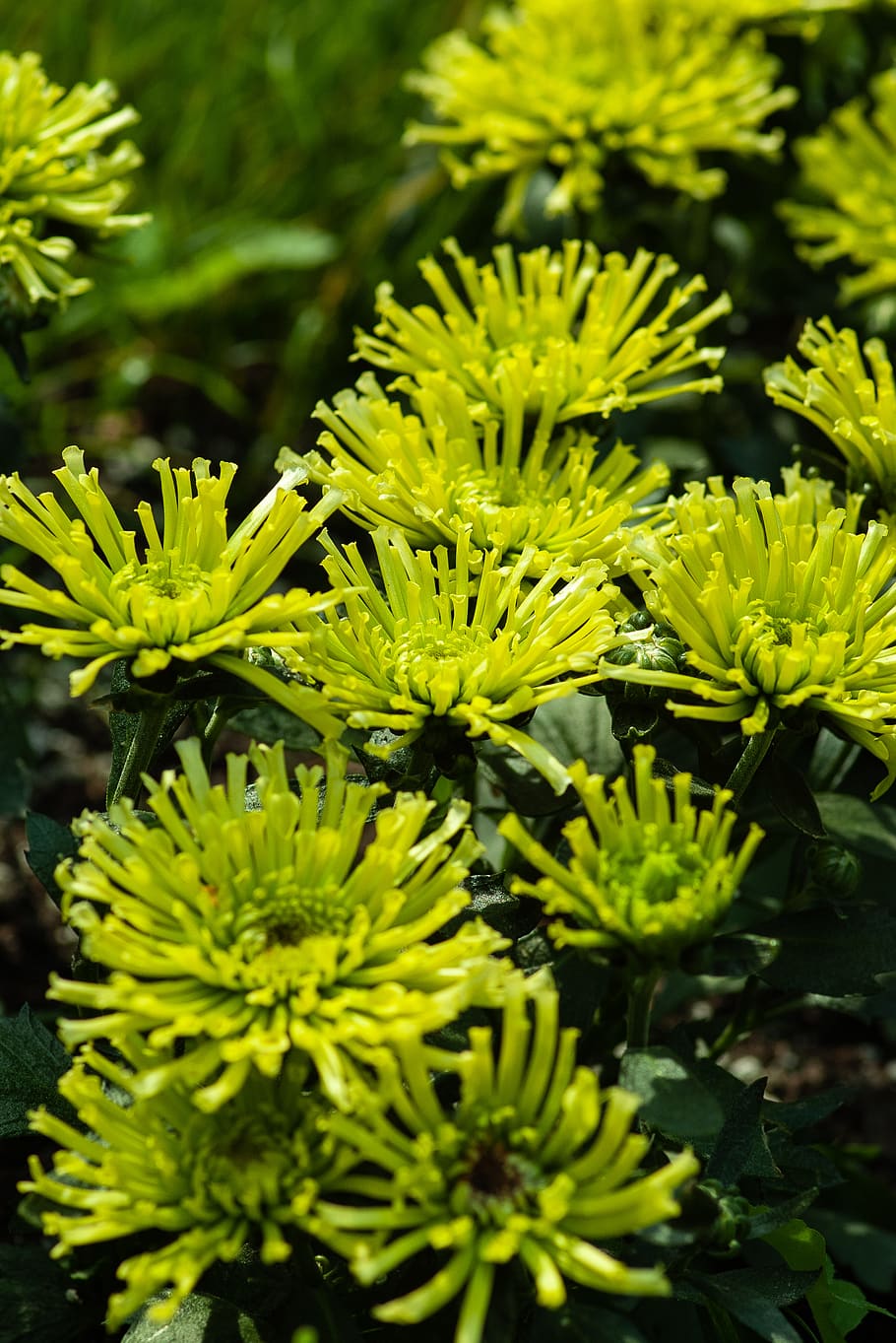 plant, pollen, tree, vegetation, flower, blossom, nature, petal HD wallpaper