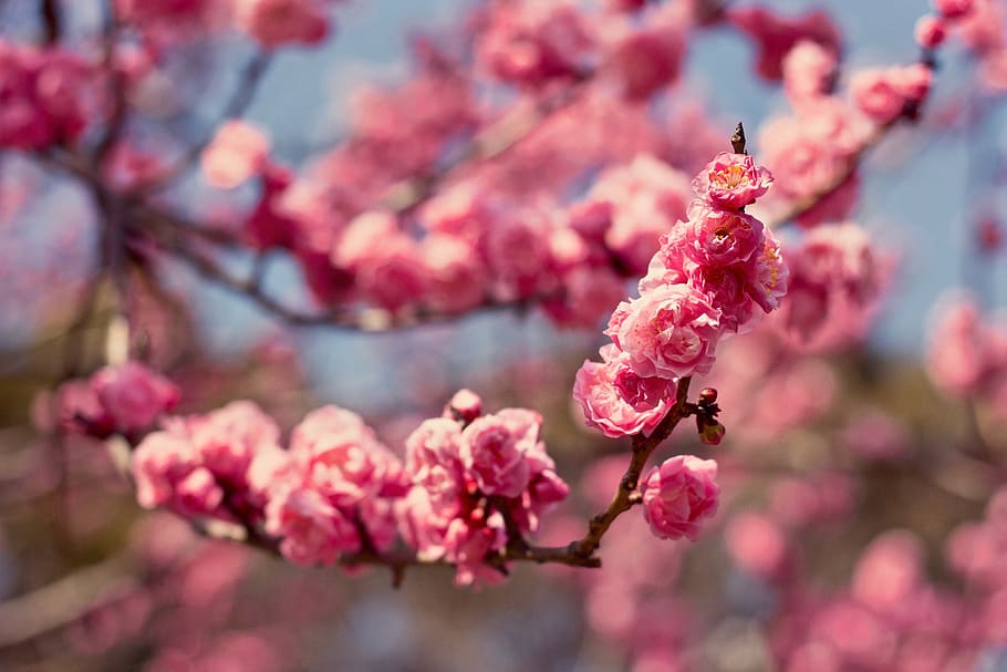 red-petaled flower, plant, pink color, freshness, flowering plant HD wallpaper