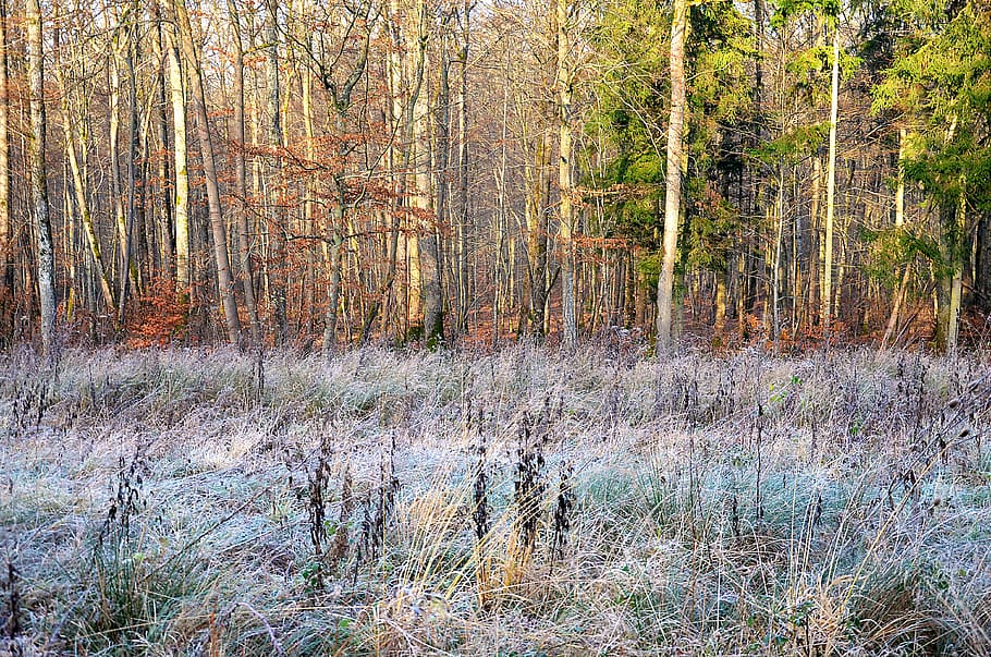 forest, winter, nature, trees, landscape, scenic, gel, scenery HD wallpaper