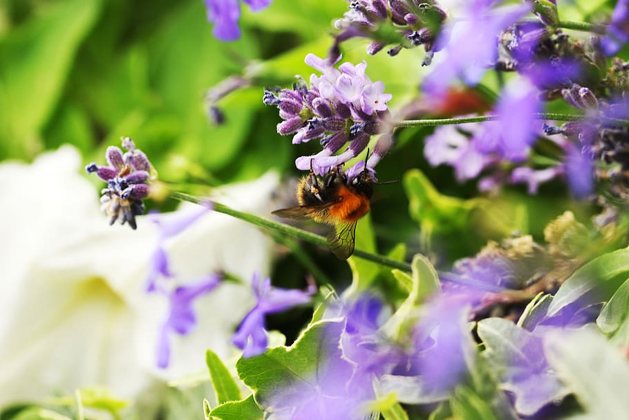 bumblebee, nature, summer, flower, flowering plant, insect HD wallpaper