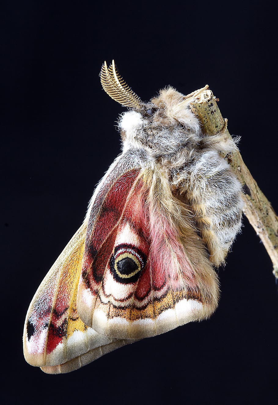 moth, wings, insect, nature, biology, antennae, metamorphosis HD wallpaper
