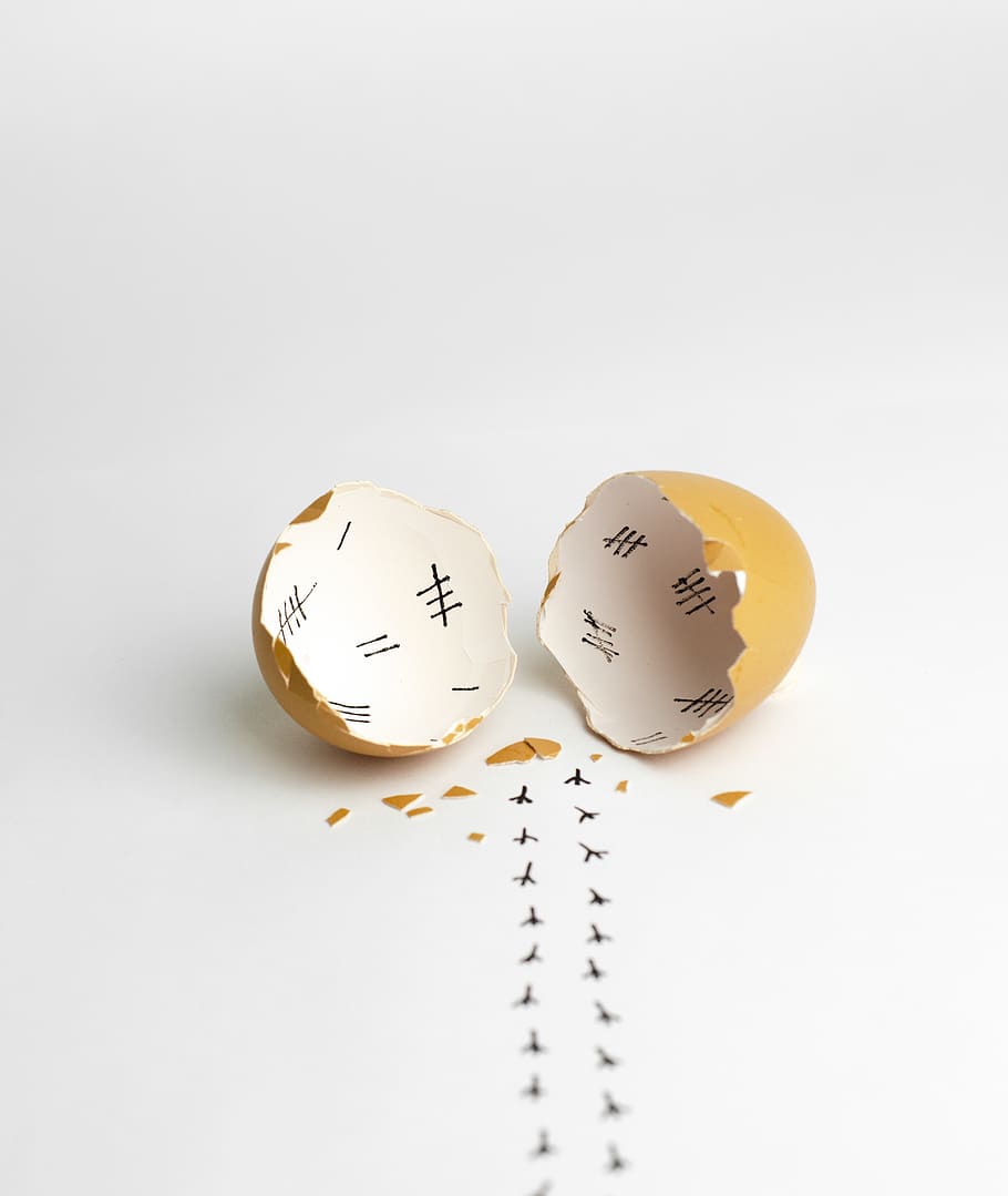 brown egg, studio shot, white background, indoors, no people HD wallpaper