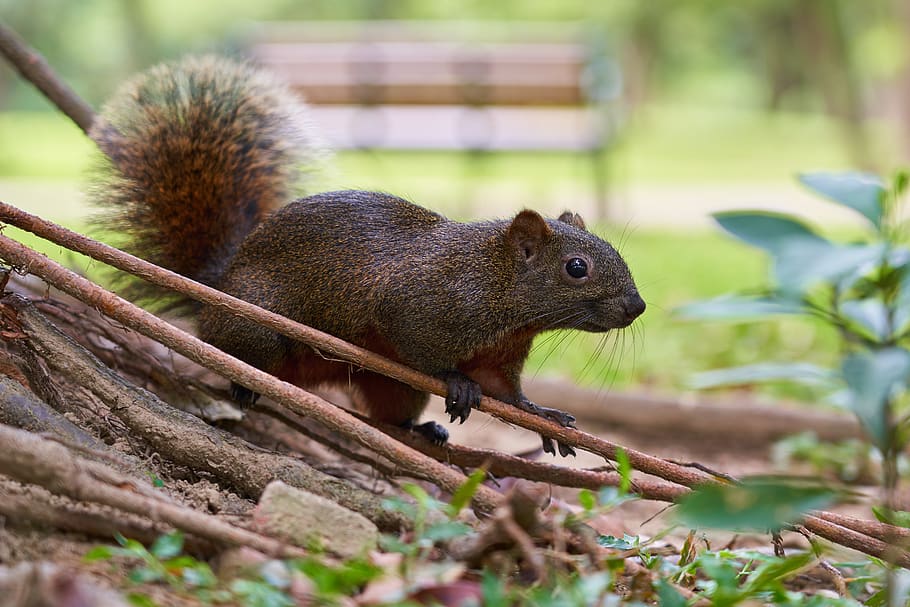 gray rodent standing beside tree, animal, squirrel, mammal, taipei city HD wallpaper