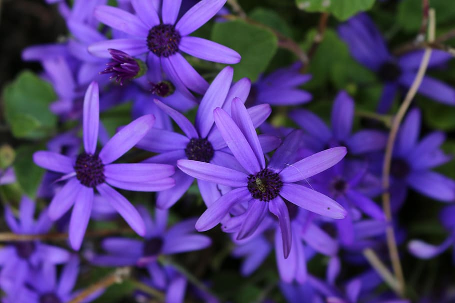 nature, summer, spring, flower, floral, background, garden HD wallpaper