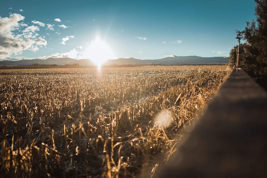 cornfield, sunshine, sky, sunlight, land, landscape, lens flare HD wallpaper