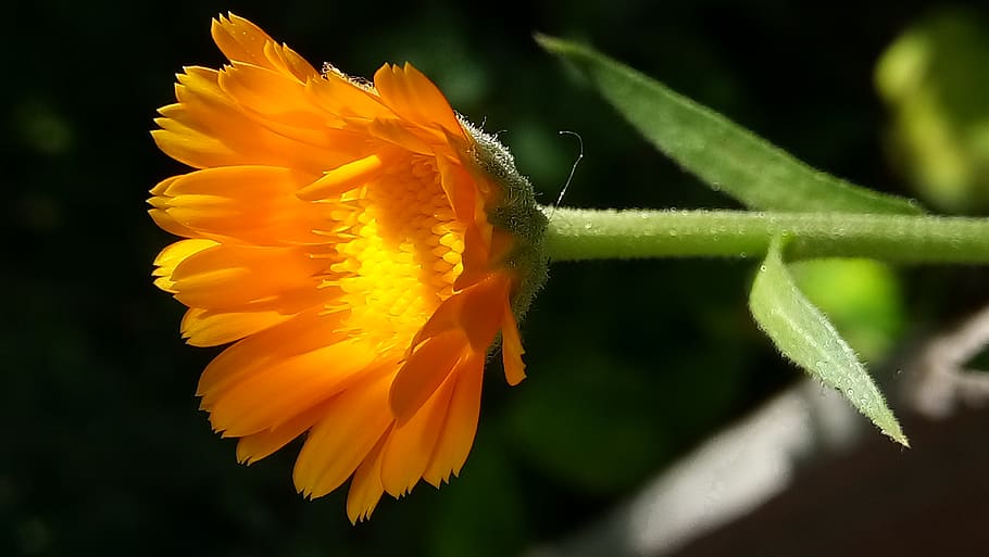 india, indore, nature, sunlight, petal, flower, flowering plant HD wallpaper