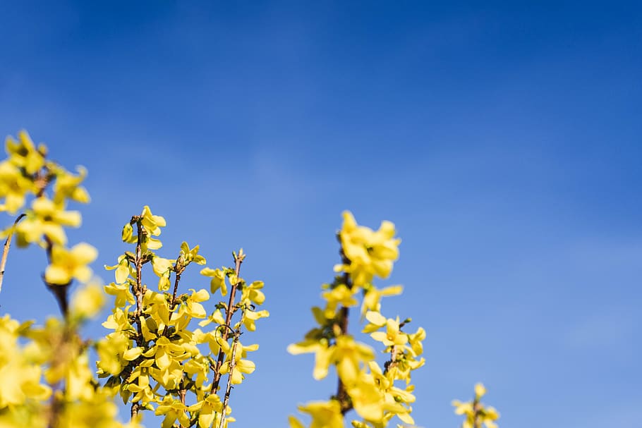 hd wallpaper yellow petaled flowers during daytime plant blossom daffodil wallpaper flare yellow petaled flowers during daytime