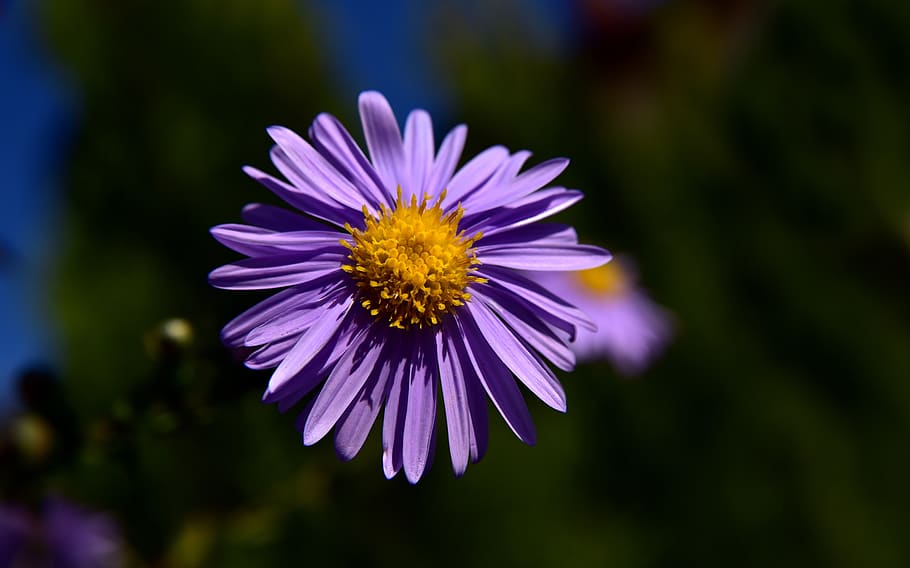 aster, flower, blossom, bloom, purple, flowers, petals, autumn HD wallpaper