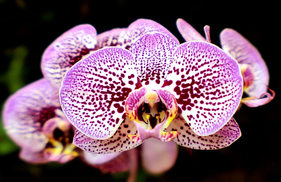 orchids, beauty, flower, flowering plant, beauty in nature HD wallpaper