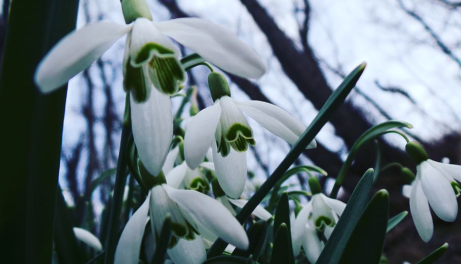 flowering plant, petal, beauty in nature, vulnerability, fragility HD wallpaper