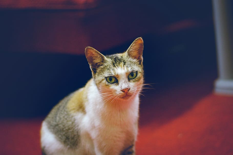 cat, pet, cute, attention, watch, pets, domestic, mammal, domestic animals HD wallpaper