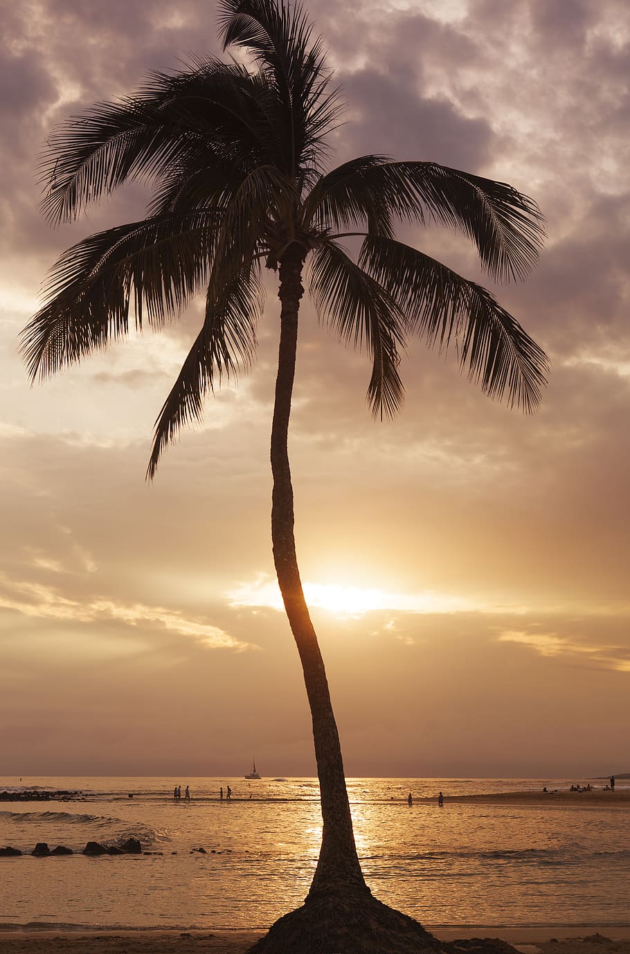 ocean, sunset, tree, palm, kauai, hawaii, sky, palm tree, tropical climate HD wallpaper