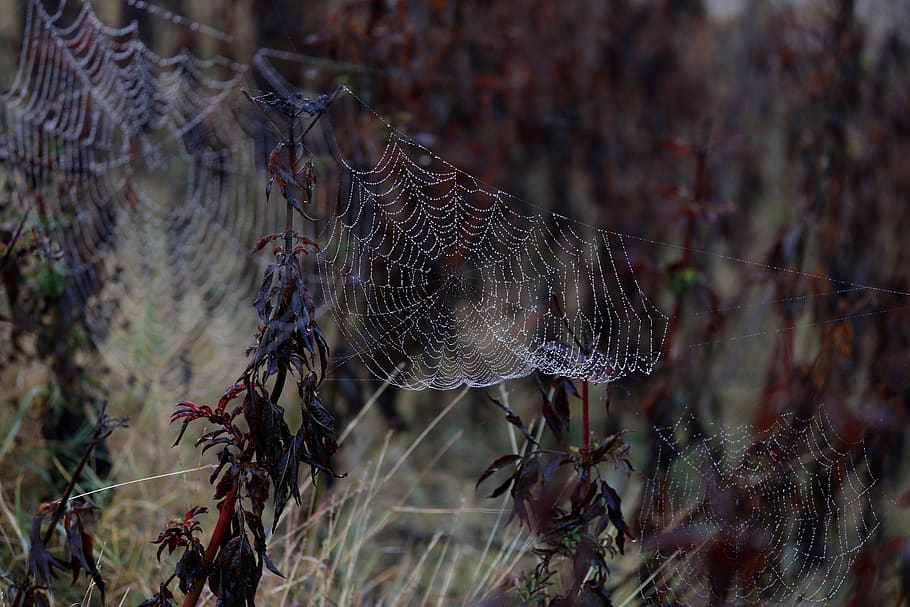 spider web, drops, water, dew, nature, dewdrop, in the morning HD wallpaper