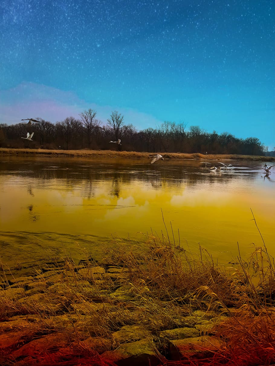 swans, water, river, moonlit night, early spring, sky, tranquil scene HD wallpaper