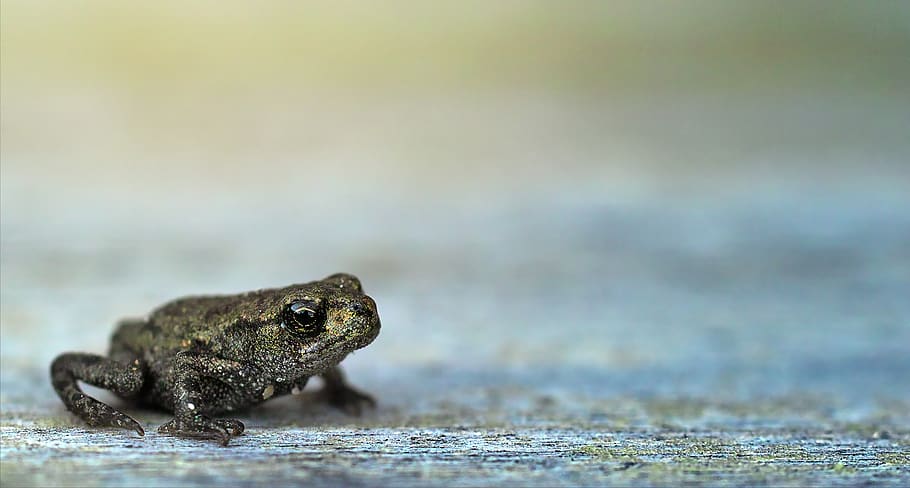 frog, small, macro, bokeh, animal world, amphibians, nature HD wallpaper