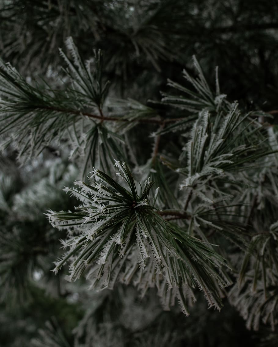 tree, plant, conifer, pine, nature, snow, outdoors, ice, frost HD wallpaper