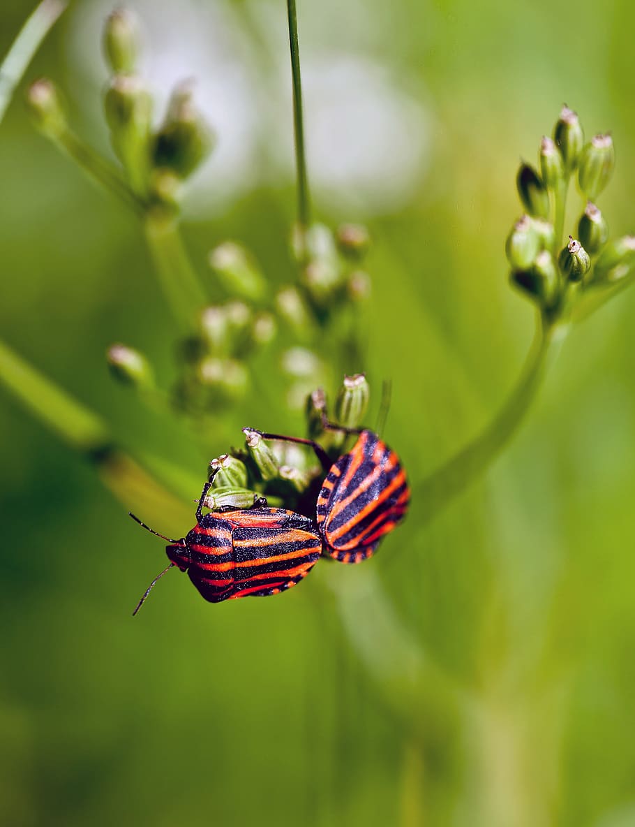 Macro Photo of Red and Orange Bug, bugs, graphosoma, insects HD wallpaper