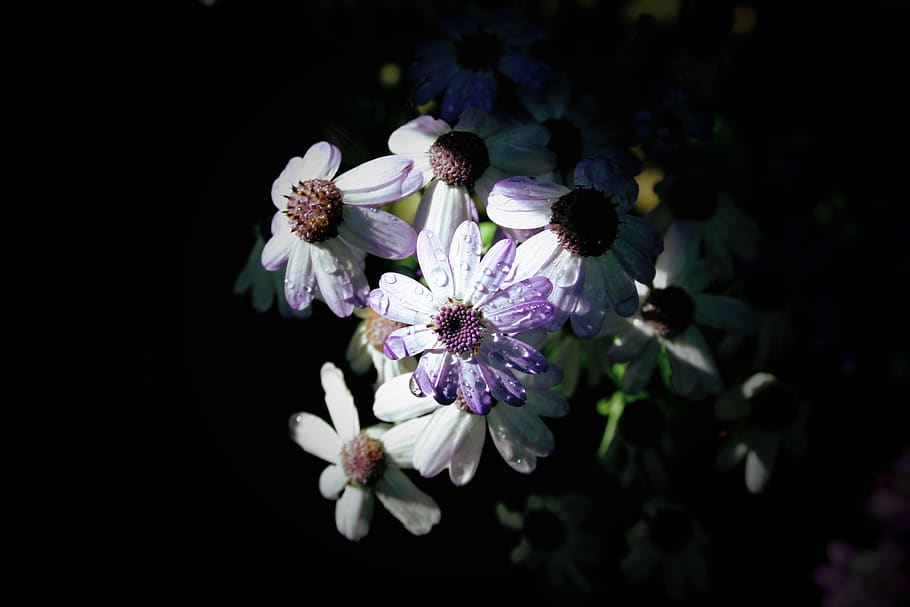 white petaled flowers, pollen, plant, blossom, daisies, daisy HD wallpaper