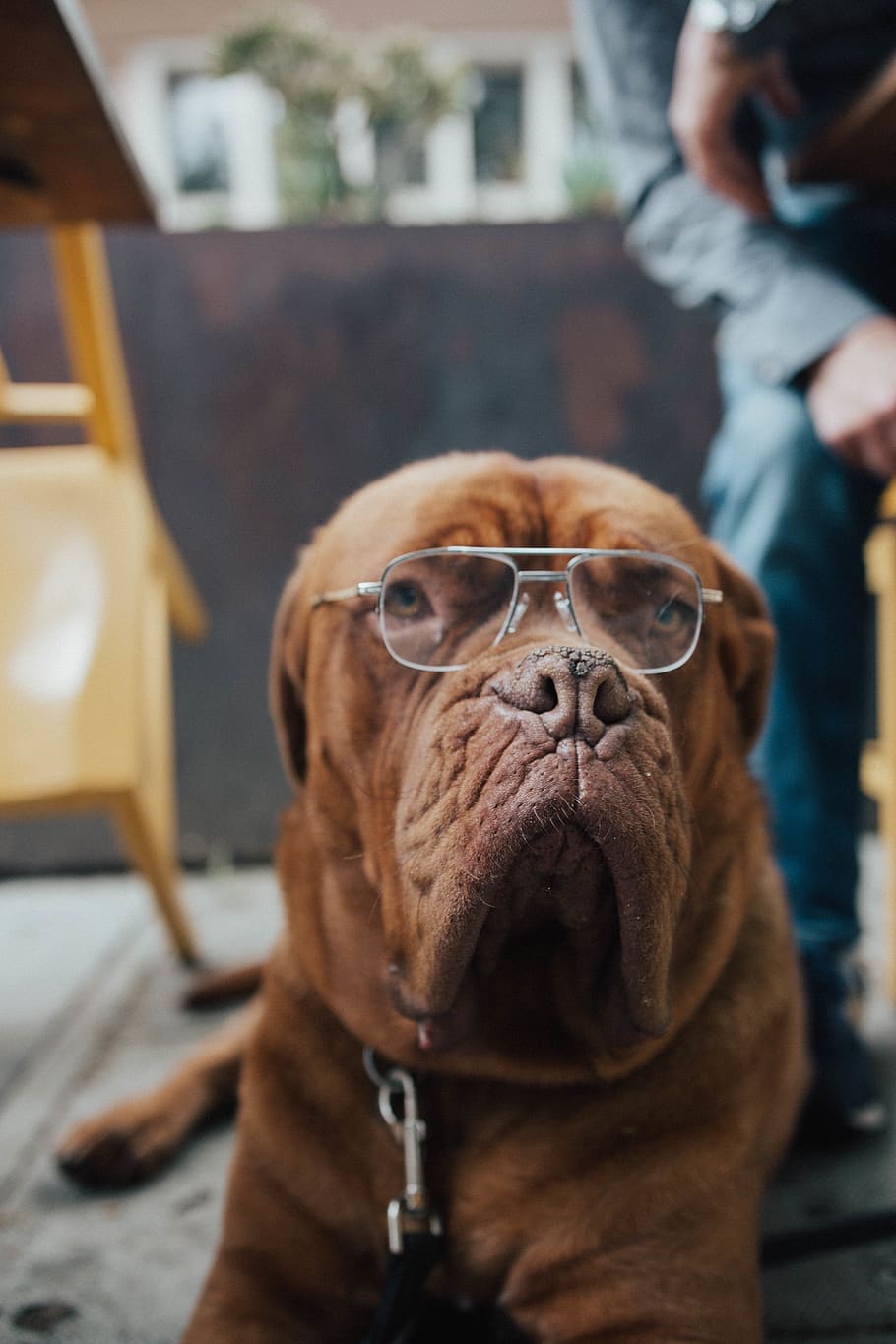 human, person, accessories, glasses, accessory, pet, canine HD wallpaper