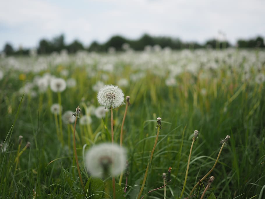 white dandelion field during daytime, plant, growth, flower, flowering plant HD wallpaper