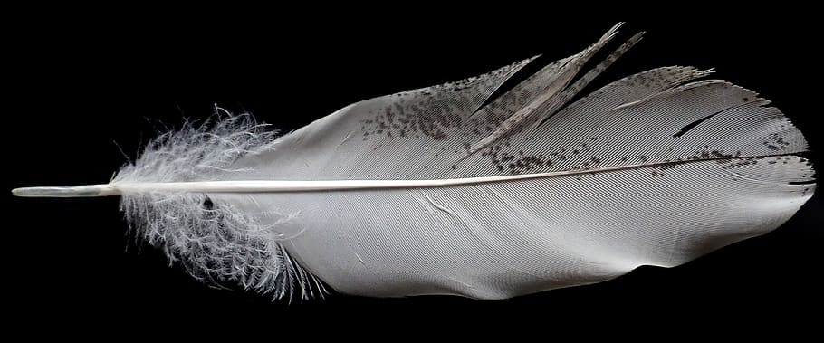 feather, white, bird, plumage, nature, studio shot, black background HD wallpaper