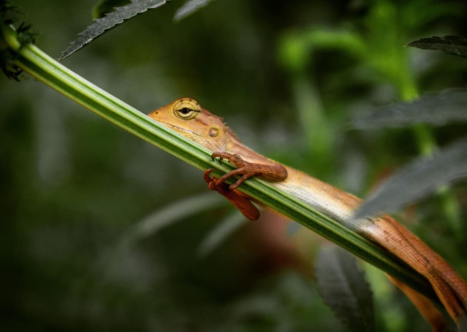 lizard, reptile, garden lizard, wild, wildlife, animal themes HD wallpaper